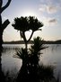 arbre malgache.jpg
